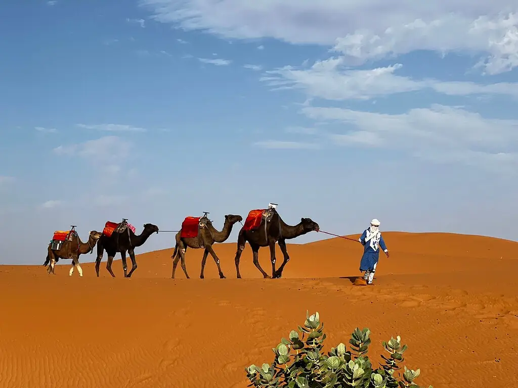 Camel caravan led across the Erg Chebbi dunes